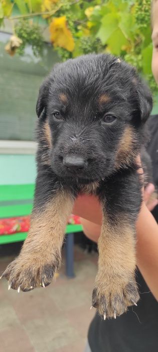 Продам цуценят німецької вівчарки