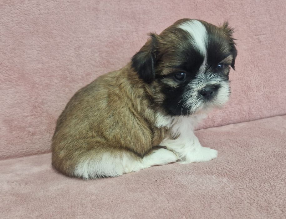 Rezerwacja piesek Shih-Tzu