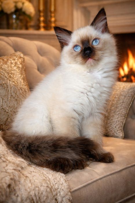 REZERWACJA Kocurek Ragdoll Choco rodowód Colourpoint seal