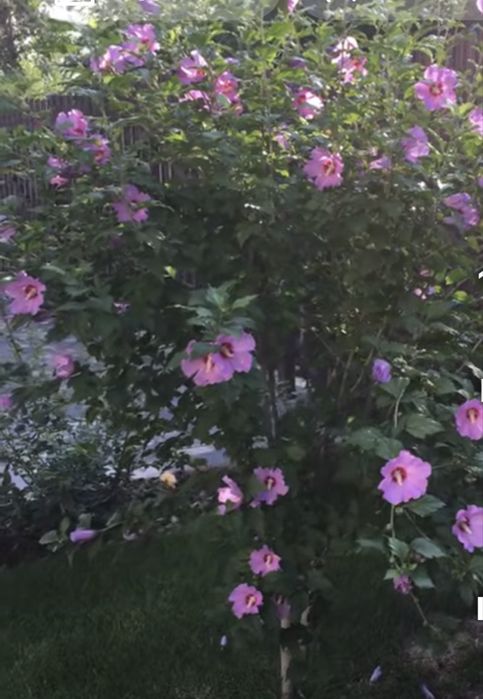 Гібіскфс сірійський на штамбі. Рожевий