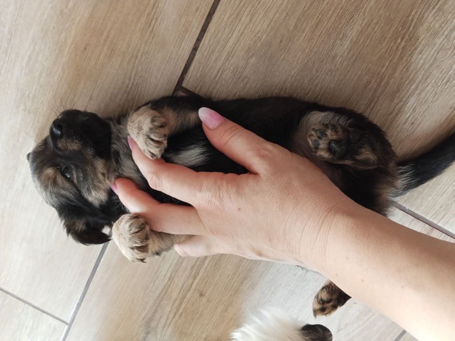 Malutki piesek po shih tzu