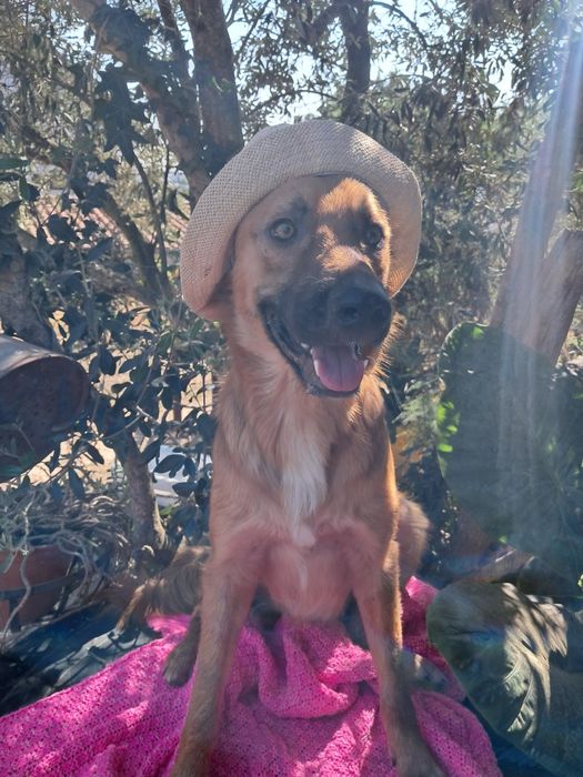 Simão para adoção responsável