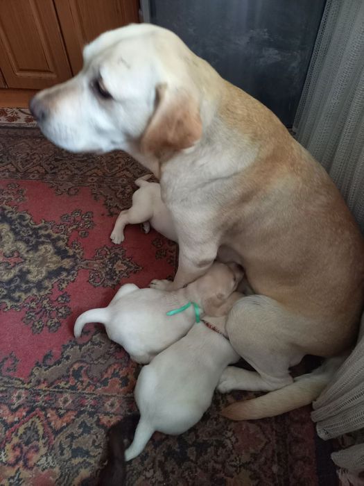 Цуценята лабрадори