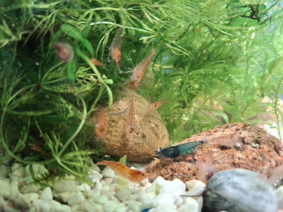 Krewetki akwariowe glupiki male