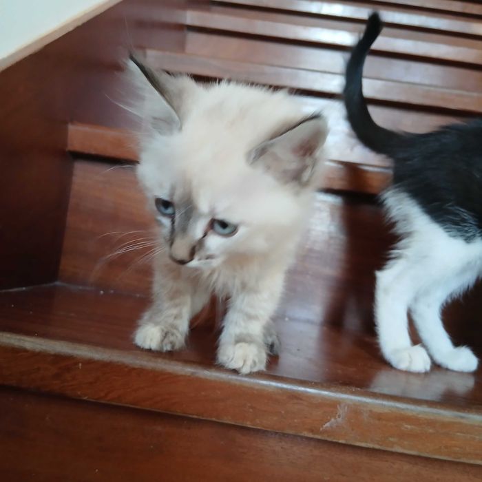 Gatinhos bebes muito meigos