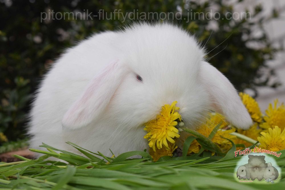 Кролики з розплідника.Тільки породисті.Рідкісні та ексклюзивні кольори