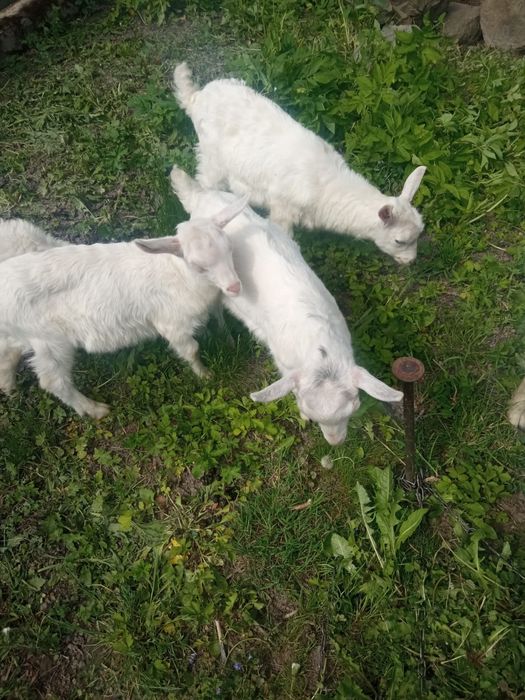 Продам   козенят