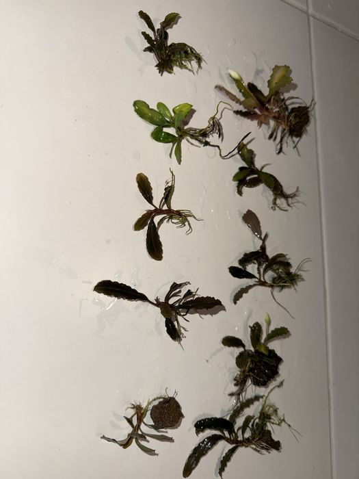 Bucephalandra 10 szt 3 rodzaje
