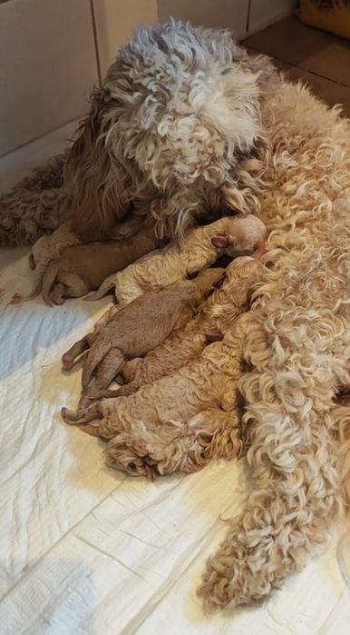 **Cockapoo** cudowny piesek!