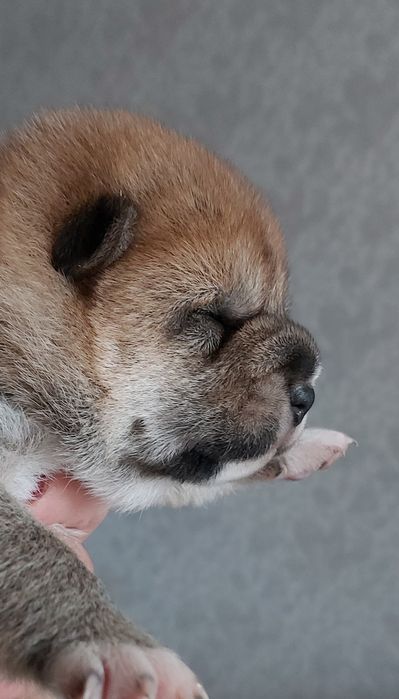 Шиба іну/ шиба ину/ сіба/ сиба/ shiba