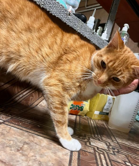 Kochany kocurek Pan Ząbek pilnie czeka na dom