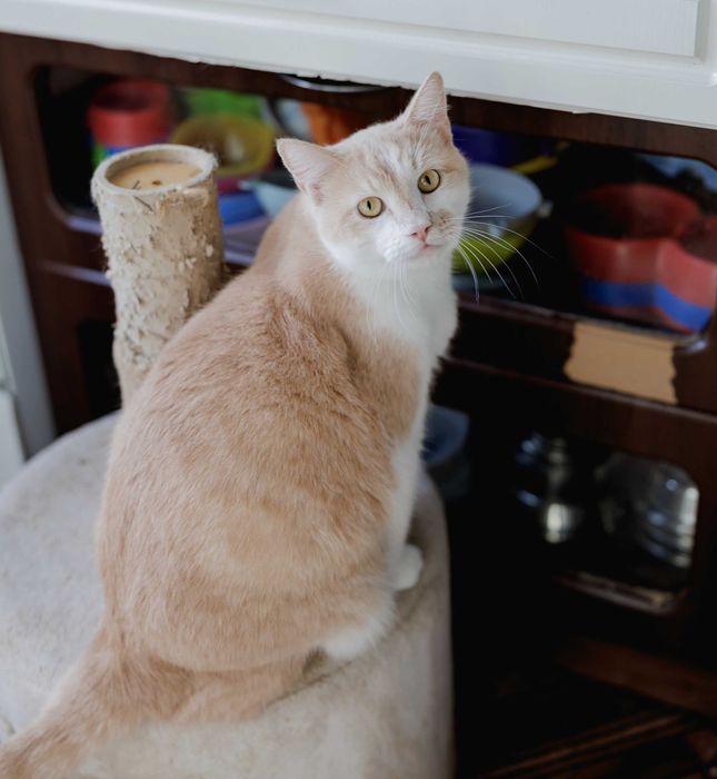 Ніжний Персей (2 роки) мріє про добрих господарів. Кастрований. Кот