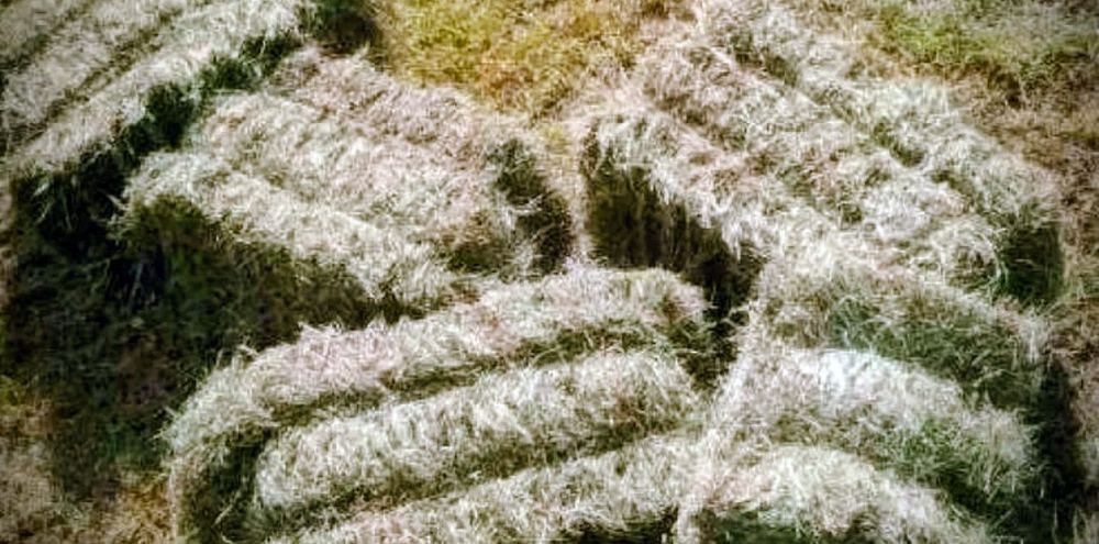 Siano w kostkach tegoroczne swierze 2025