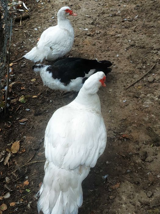 Продам качки білі