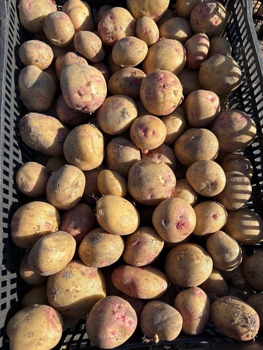 Batata Picasso/Olho Perdiz