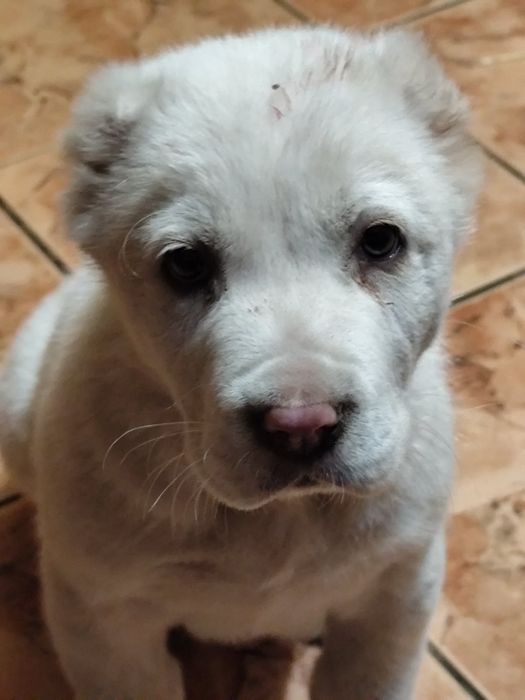 Белый алабай, мальчик 2 месяца.