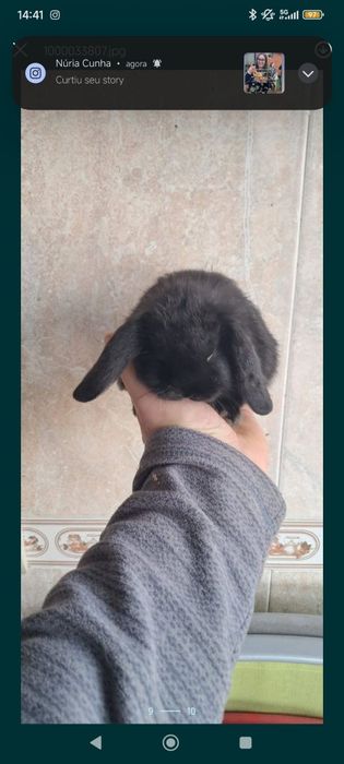 Coelhinhos anões disponíveis várias raças