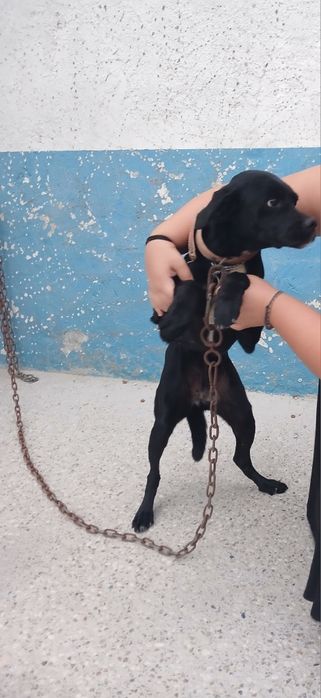 Cadela muito meiga e enérgica para adopção responsável