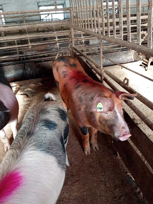 Продам свиноматок