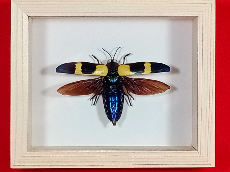 Chrząszcz w ramce 12 x 10 cm . Chrysochroa bugueti 70 mm .