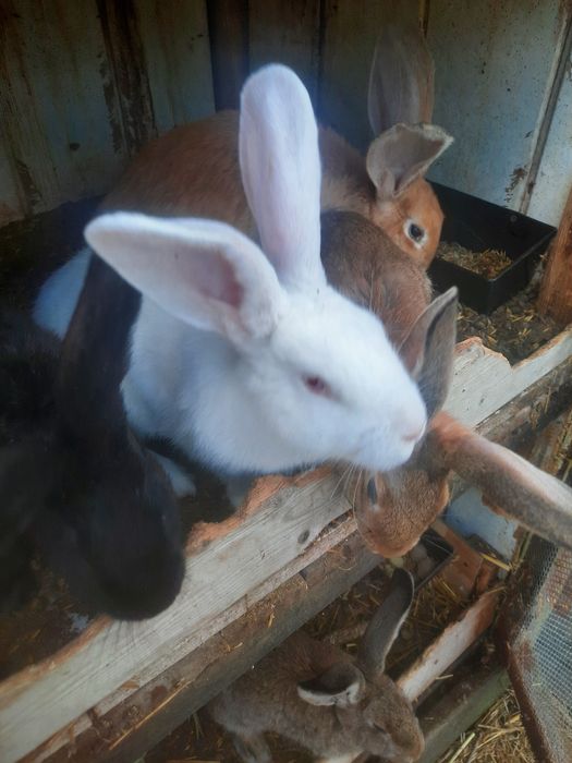 Sprzedam króliki