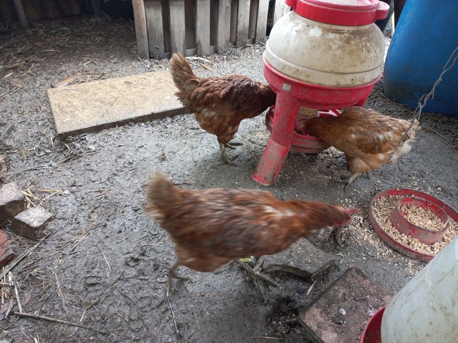 Vendo Galos e Galinhas