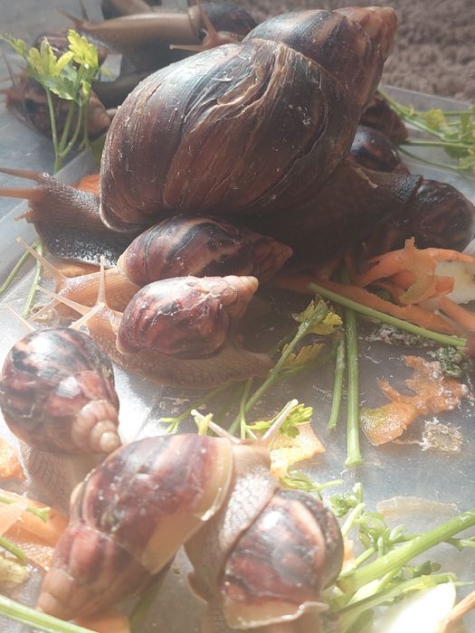 Улитка Ахатина трехгодичные