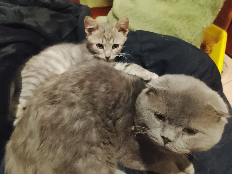 Продам или отдам котят