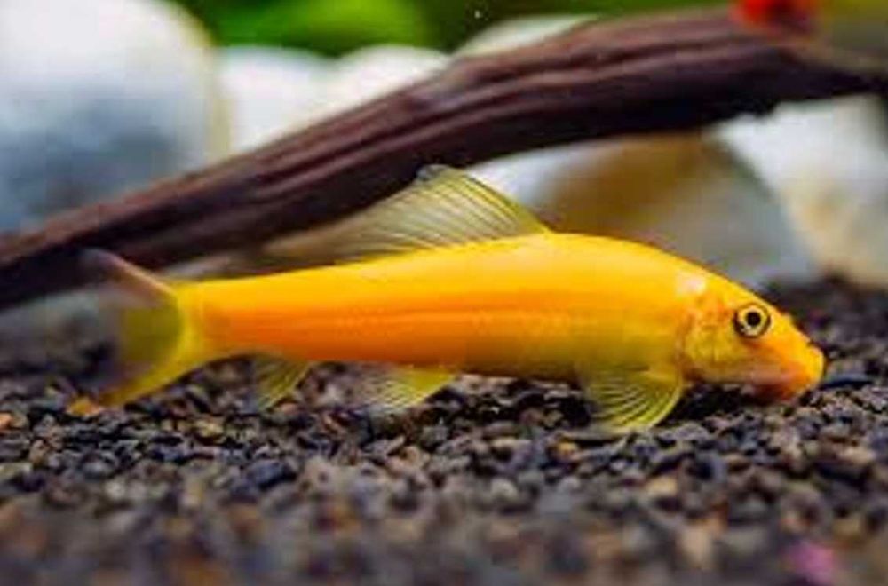 Glonojad syjamski odmiana ZŁOTA - Gyrinocheilus aymonieri - dowozimy