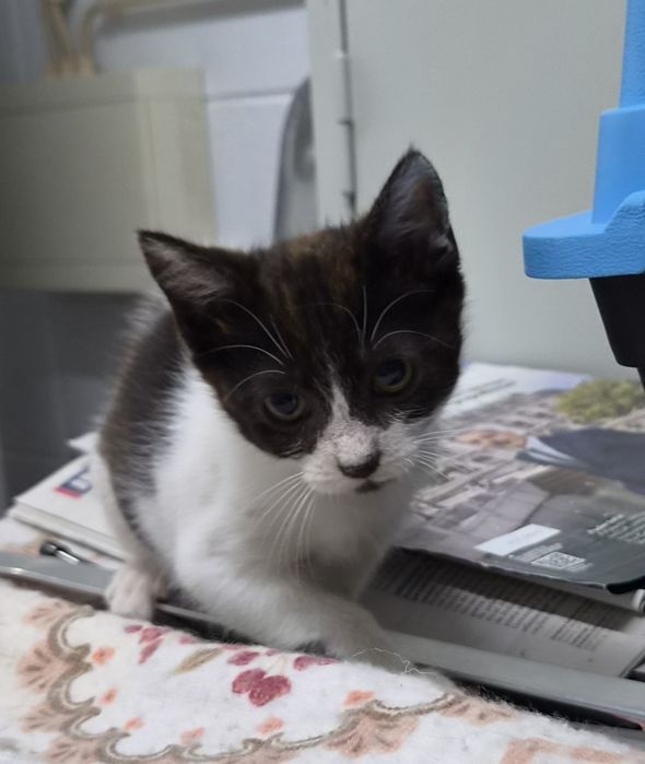 Gatinho bebé para adoção