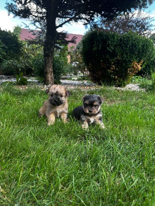 Morkie pieski bez rodowodu