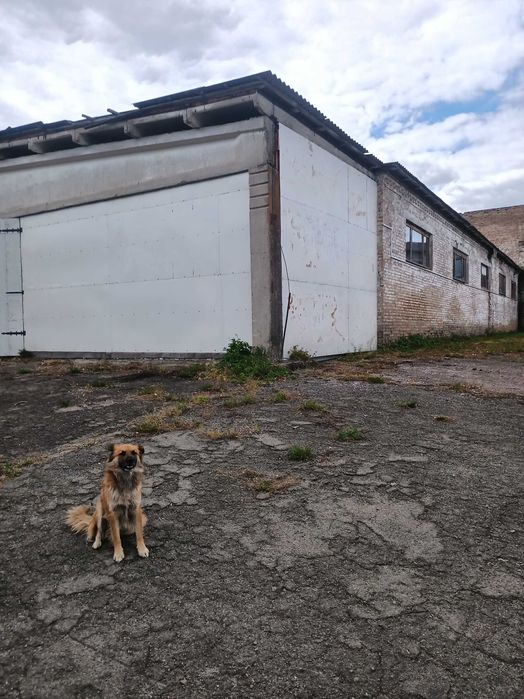 Аренда производственного (складского) помещения
