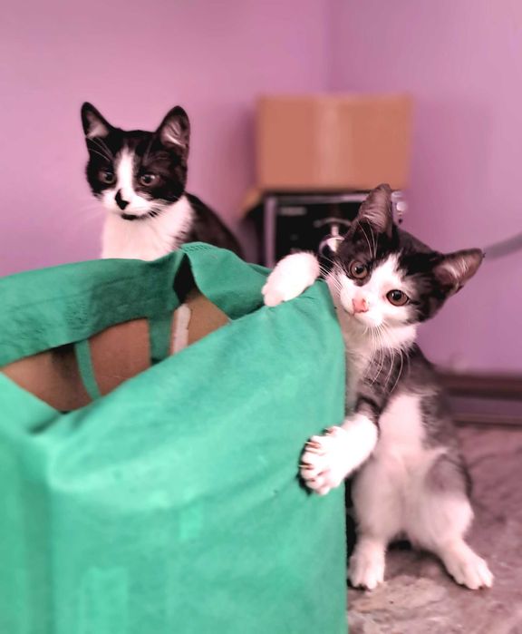 Любчик - ласкавий та грайливий котик