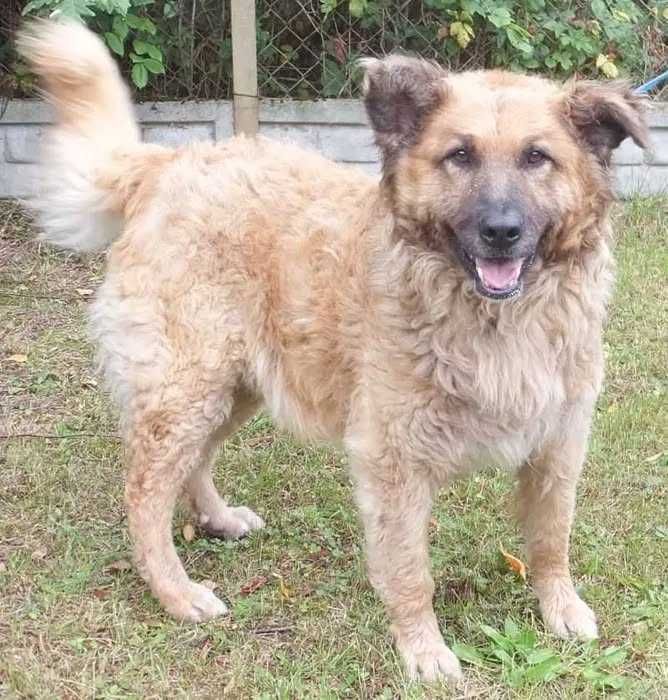 PIĘKNY, WESOŁY, większy psiak do adopcji - oryginalne umaszczenie