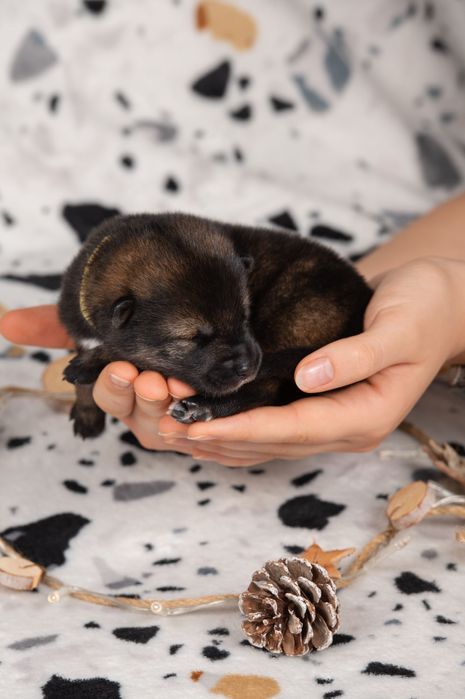 Японські цуценята рідкісної породи Івано-Франківськ з документами