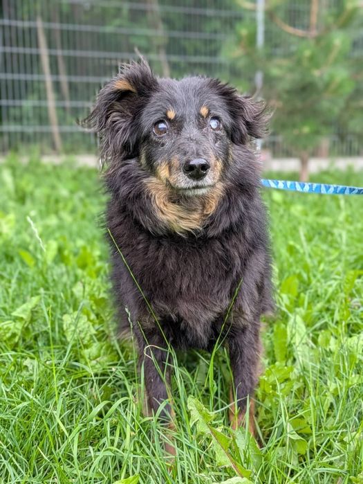 Twix puchaty seniorek, którego los nie oszczędzał do adopcji!