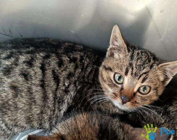 Malutki kocurek HERBATNIK szuka domku!