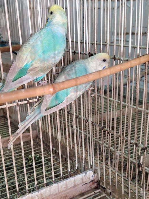 Piriquitos Australianos Diluídos