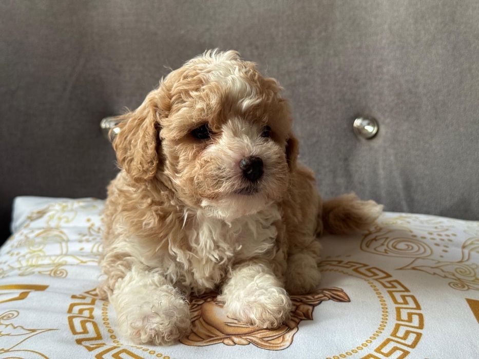 Bichpoo piękny piesek