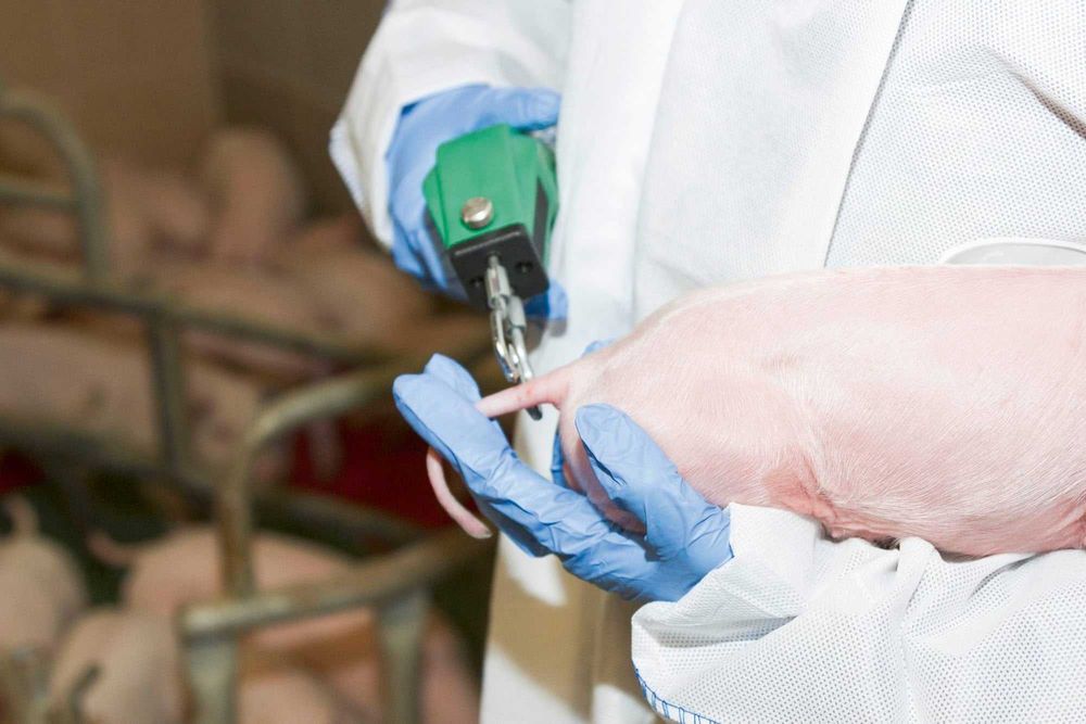 Elektryczny obcinacz ogonków, z ostrzem, 60 W, Kerbl