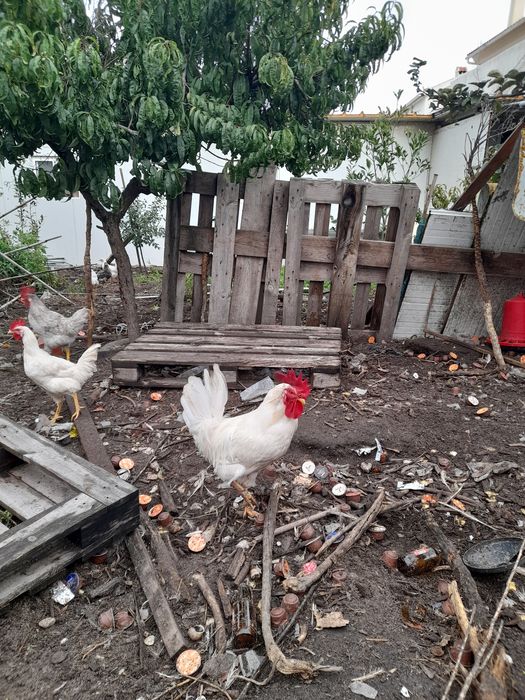 Vendo Galinhas de várias cores
