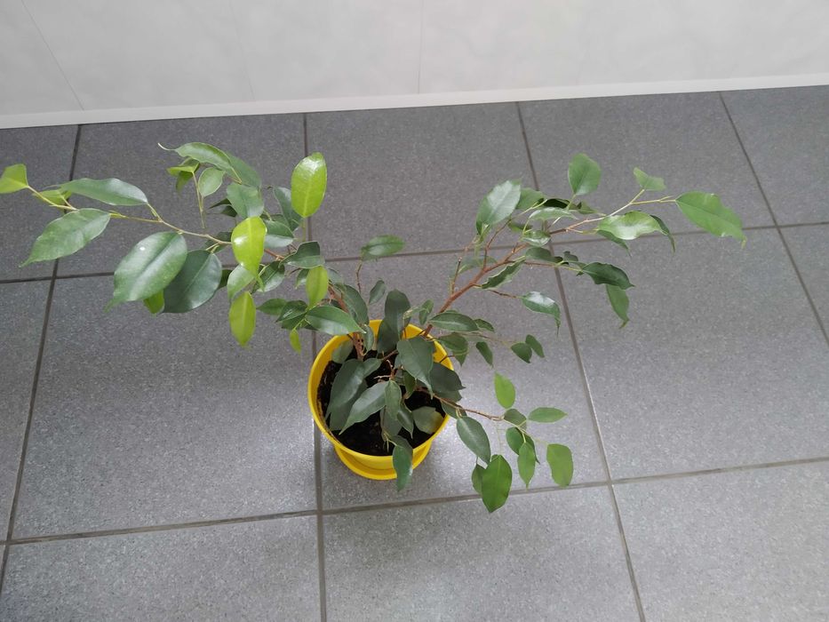 Продам комнатное растение Фикус