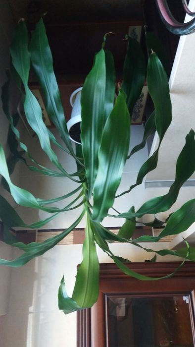 Драцена, фікус -дерево щастя, красиво, подарунок на довгі роки.
