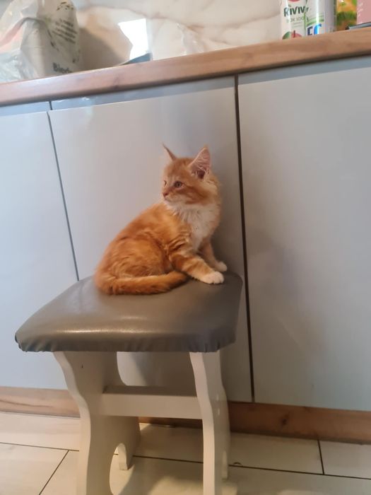 kociaki maine coon