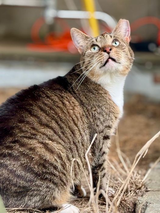 Conchilla piękność w kocim futerku szuka domu