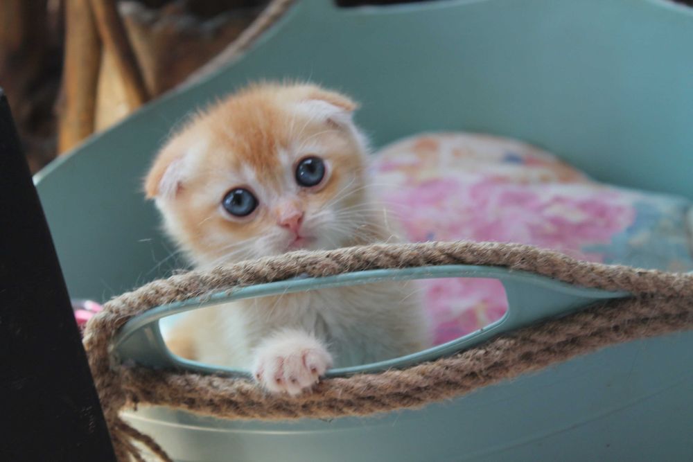 Шотландський фолд з яскравим відтінком золота