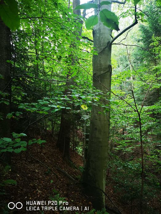 Włosań, gmina Mogilany.