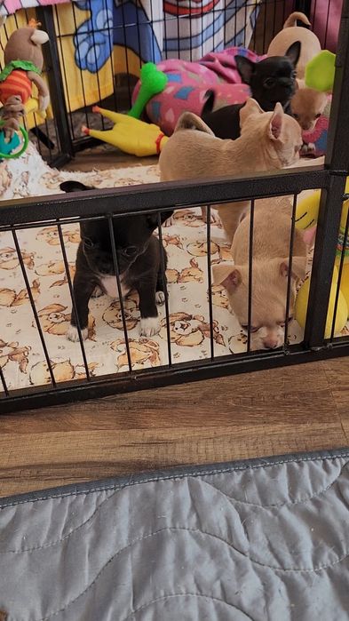 Щенки Чихуахуа!!!