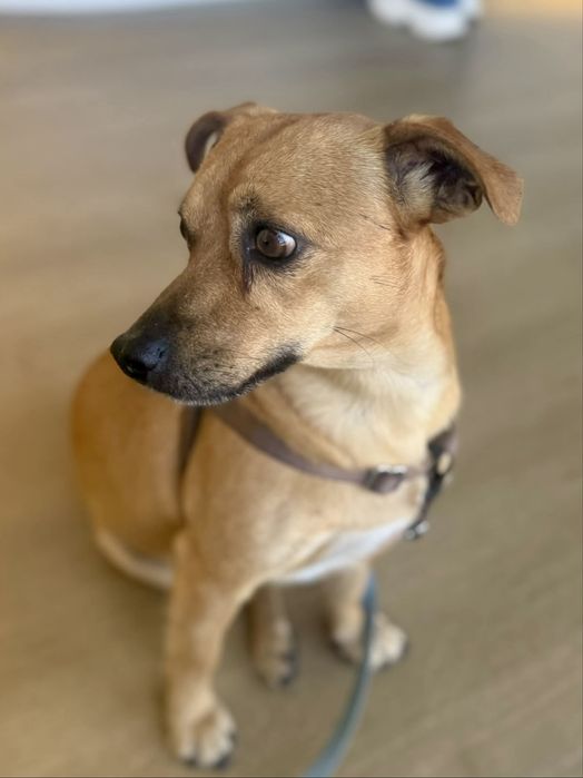 Buddy para adoção responsável