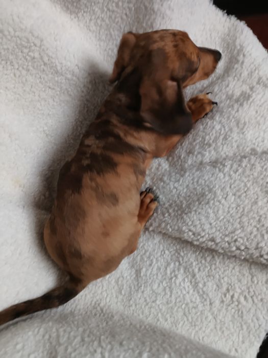 Jamnik krótkowłosy